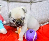 Tubby, a male Pug for sale in Willisville, AR – 3 of 3