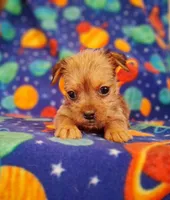 Milo, a male Yorkshire Terrier for sale in Waldo, AR – 3 of 6