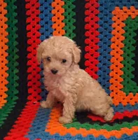 Hope, a female Poodle - Toy  for sale in Waldo, AR – 2 of 3