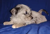 Bluey, a male Chihuahua and Yorkshire Terrier for sale in Willisville, AR – 2 of 4