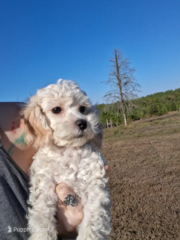 Rowdy – Poodle - Toy  puppy for sale in Camden, AR
