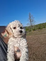Rowdy, a male Poodle - Toy  for sale in Camden, AR – 3 of 7