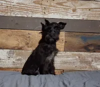 Ebony , a female Miniature Schnauzer for sale in Camden, AR – 3 of 10