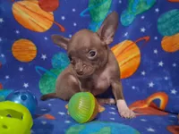 Cutie doodee, a male Chihuahua for sale in Camden, AR – 2 of 9