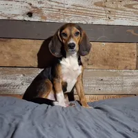 Sport, a male Beagle for sale in Camden, AR – 3 of 6