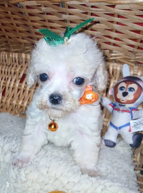 Frank – Poodle - Toy  puppy for sale in Willisville, AR