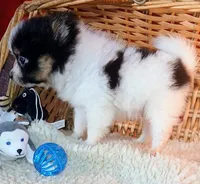 Fluffy, a female Pomeranian for sale in Camden, AR – 8 of 10