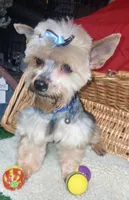 Jaksons Replice Rerun, a male Yorkshire Terrier for sale in Willisville, AR – 5 of 9