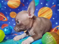 Cutie doodee, a male Chihuahua for sale in Camden, AR – 5 of 9