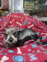 Dallas, a male Miniature Schnauzer for sale in Willisville, AR – 6 of 7