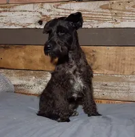 Coal , a male Miniature Schnauzer for sale in Camden, AR – 2 of 8