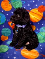 Doodle, a male Poodle - Toy  for sale in Camden, AR – 3 of 6