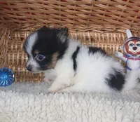 Fluffy, a female Pomeranian for sale in Camden, AR – 2 of 10