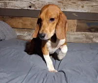 Pistol, a male Beagle for sale in Camden, AR – 5 of 10