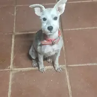 Akc Jane, a female Miniature Schnauzer for sale in Willisville, AR – Photo 1 of 2