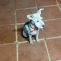 Akc Jane, a female Miniature Schnauzer for sale in Willisville, AR – Photo 2 of 2