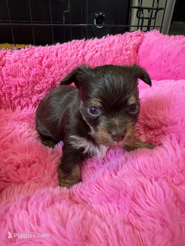 Holly  – Yorkshire Terrier puppy for sale in Greensboro, NC
