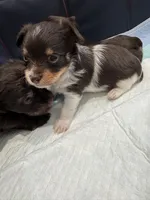 Kash , a male Yorkshire Terrier for sale in Greensboro, NC – 8 of 8