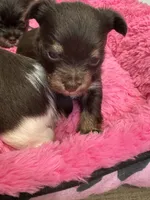 Holly , a female Yorkshire Terrier for sale in Greensboro, NC – 9 of 9