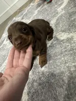 Harley , a male Miniature Dachshund for sale in Greensboro, NC – 2 of 5