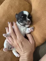 Dolly , a female Yorkshire Terrier for sale in Greensboro, NC – 5 of 10