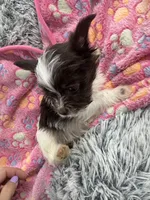 Royce , a female Yorkshire Terrier for sale in Greensboro, NC – Photo 4 of 7