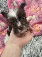 Royce , a female Yorkshire Terrier for sale in Greensboro, NC – Photo 2 of 7