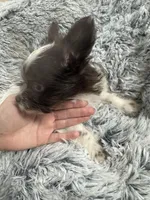 Royce , a female Yorkshire Terrier for sale in Greensboro, NC – Photo 8 of 10