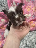 Royce , a female Yorkshire Terrier for sale in Greensboro, NC – Photo 6 of 7