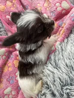 Royce , a female Yorkshire Terrier for sale in Greensboro, NC – Photo 5 of 7