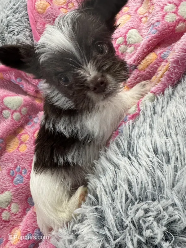 Royce  – Yorkshire Terrier puppy for sale in Greensboro, NC