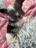 Royce , a female Yorkshire Terrier for sale in Greensboro, NC – Photo 1 of 7