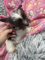 Royce , a female Yorkshire Terrier for sale in Greensboro, NC – Photo 7 of 7