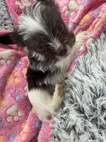 Royce , a female Yorkshire Terrier for sale in Greensboro, NC – Photo 3 of 7