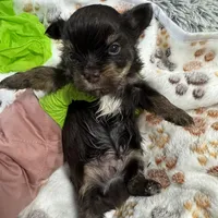 Nugget , a male Yorkshire Terrier for sale in Greensboro, NC – Photo 5 of 8