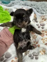 Nugget , a male Yorkshire Terrier for sale in Winston-Salem, NC – Photo 5 of 8