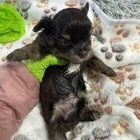 Nugget , a male Yorkshire Terrier for sale in Greensboro, NC – Photo 4 of 8