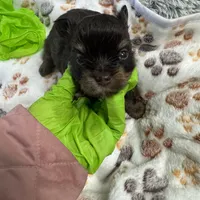 Nugget , a male Yorkshire Terrier for sale in Greensboro, NC – Photo 2 of 8