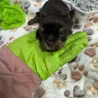 Nugget , a male Yorkshire Terrier for sale in Greensboro, NC – Photo 3 of 8