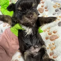 Nugget , a male Yorkshire Terrier for sale in Greensboro, NC – Photo 6 of 8