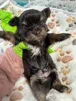 Nugget , a male Yorkshire Terrier for sale in Winston-Salem, NC – Photo 6 of 8