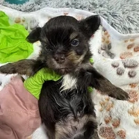 Nugget , a male Yorkshire Terrier for sale in Greensboro, NC – Photo 7 of 8