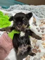 Nugget , a male Yorkshire Terrier for sale in Winston-Salem, NC – Photo 7 of 8