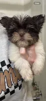 Rocket , a male Yorkshire Terrier for sale in Greensboro, NC – 8 of 10