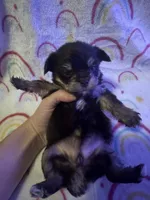 Hershey, a female Yorkshire Terrier for sale in Winston-Salem, NC – Photo 7 of 10