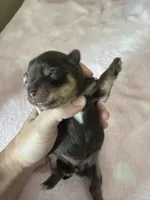 Hershey, a female Yorkshire Terrier for sale in Winston-Salem, NC – Photo 4 of 10