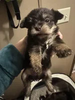 Hershey, a female Yorkshire Terrier for sale in Winston-Salem, NC – Photo 2 of 10