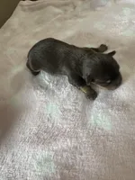 Hershey, a female Yorkshire Terrier for sale in Winston-Salem, NC – Photo 6 of 10