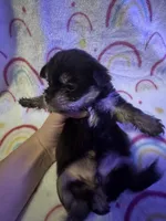 Hershey, a female Yorkshire Terrier for sale in Winston-Salem, NC – Photo 8 of 10