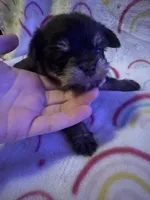 Hershey, a female Yorkshire Terrier for sale in Winston-Salem, NC – Photo 9 of 10